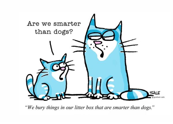 are we smarter than dogs we bury things in our litter box that are smarter than dogs